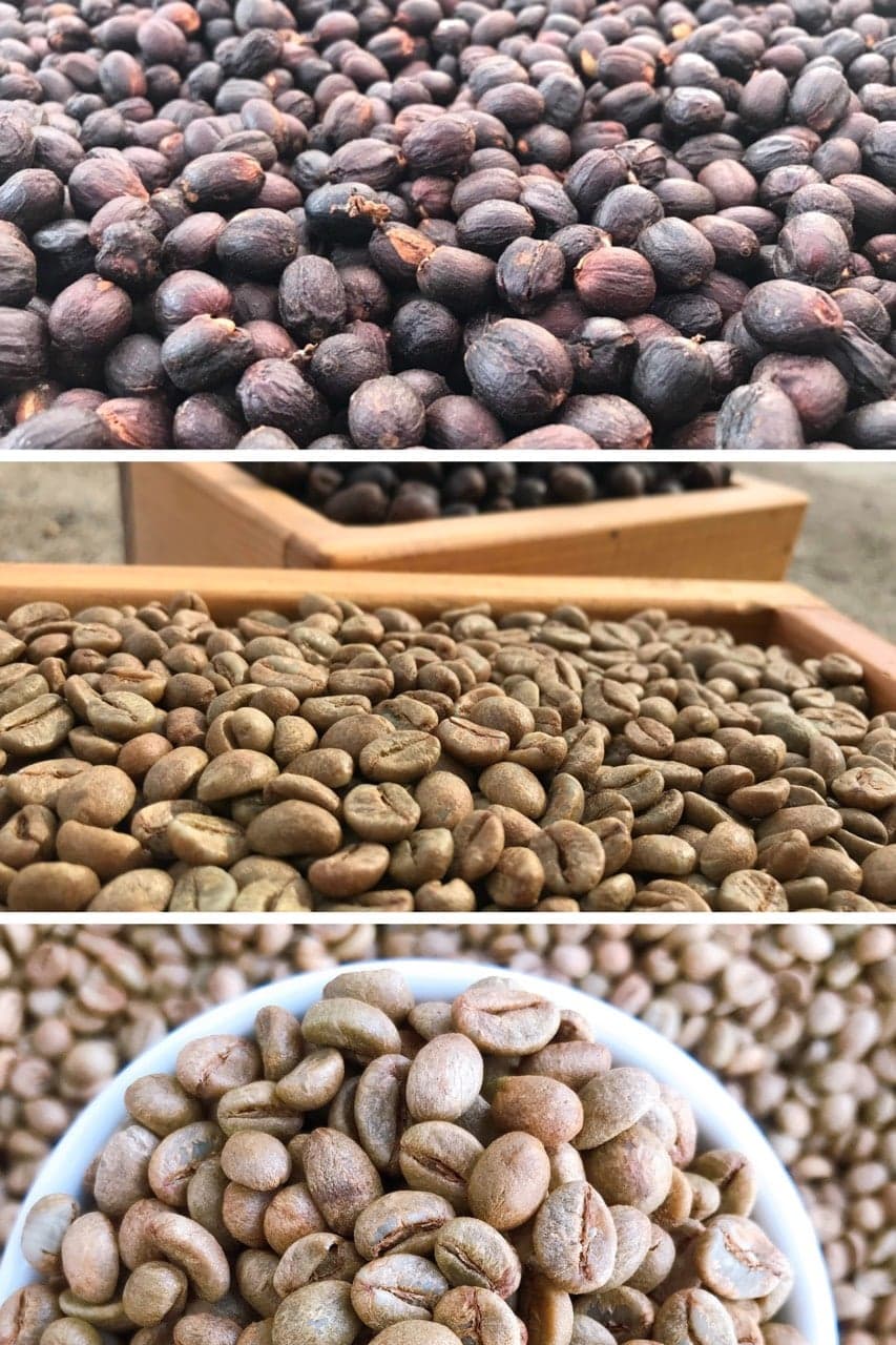 EUDR 2026: How VinaCoffee Achieved Full Compliance